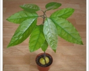 Como Plantar Abacate (6)