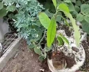 Como Plantar Abacate (14)