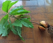 Como Plantar Abacate (15)