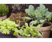 Como Plantar Legumes em Vasos (8)