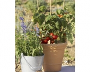 Como Plantar Legumes em Vasos (10)