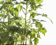 Como Plantar Legumes em Vasos (13)