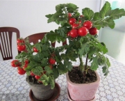 Como Plantar Legumes em Vasos (17)