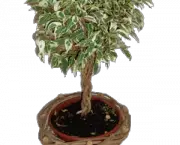Dicas Para Plantar Ficus (1)