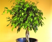 Dicas Para Plantar Ficus (2)