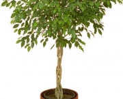 Dicas Para Plantar Ficus (4)