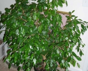 Dicas Para Plantar Ficus (5)