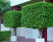 Dicas Para Plantar Ficus (10)