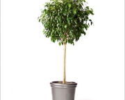 Dicas Para Plantar Ficus (12)