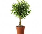 Dicas Para Plantar Ficus (16)