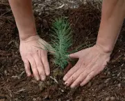 Dicas Para o Plantio de Árvores (1)