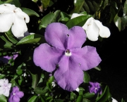Manacá-de-Cheiro - Brunfelsia Uniflora (4)