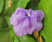 Manacá-de-Cheiro - Brunfelsia Uniflora (8)