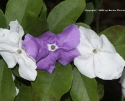 Manacá-de-Cheiro - Brunfelsia Uniflora (14)