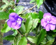 Manacá-de-Cheiro - Brunfelsia Uniflora (18)