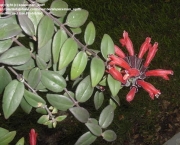 Planta-Batom - Aeschynanthus Pulcher (2)