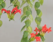 Planta-Batom - Aeschynanthus Pulcher (5)