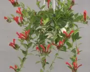 Planta-Batom - Aeschynanthus Pulcher (6)