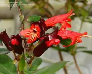 Planta-Batom - Aeschynanthus Pulcher (10)
