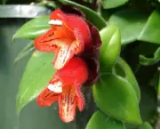 Planta-Batom - Aeschynanthus Pulcher (12)