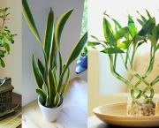 Plantas Para Ter Dentro de Casa (1)