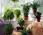 Plantas Para Ter Dentro de Casa (2)