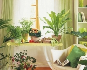 Plantas Para Ter Dentro de Casa (3)