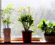 Plantas Para Ter Dentro de Casa (4)