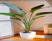 Plantas Que Podem Ficar Dentro de Casa (7)