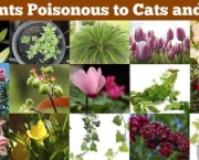 Plantas Que Podem Intoxicar Animais (4)