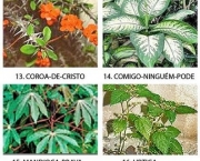 Plantas Que Podem Intoxicar Animais (15)