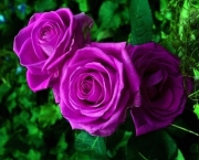 A Beleza das Rosas (2)
