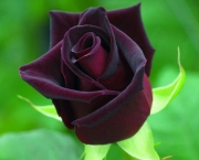 A Beleza das Rosas (4)
