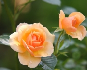 A Beleza das Rosas (5)