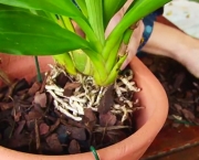 Alguns Cuidados Ao Cultivar Orquídeas (1)