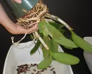 Alguns Cuidados Ao Cultivar Orquídeas (1)