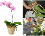 Alguns Cuidados Ao Cultivar Orquídeas (2)