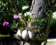 Alguns Cuidados Ao Cultivar Orquídeas (5)
