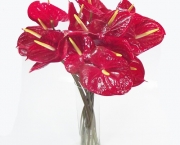 anturio-vermelho-vaso-uemura
