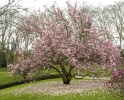 Magnolia-StoTirso.jpg