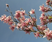 magnolia-243350_640.jpg