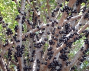 Árvores Frutíferas no Quintal (1)