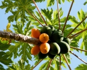 Árvores Frutíferas no Quintal (6)