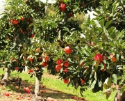 Árvores Frutíferas no Quintal (7)