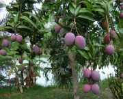 Árvores Frutíferas no Quintal (8)