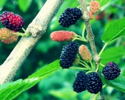 Árvores Frutíferas no Quintal (13)
