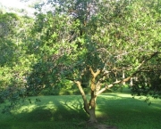 Árvores no Quintal (8)
