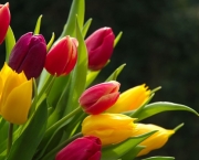 As 10 Melhores Fotos de Flores da Web (1)