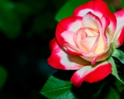 As 10 Melhores Fotos de Flores da Web (2)