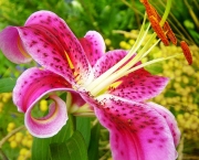 As 10 Melhores Fotos de Flores da Web (3)